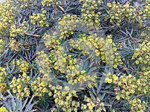 Plant Euphorbia dendroides