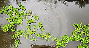 Plant on fish pool