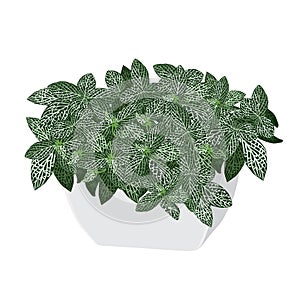 Plant a fittonia silvery Fittonia argyroneura in a pot