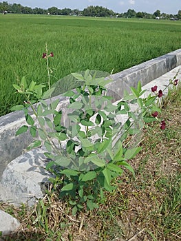 A plant with flat, pointed leaves at the end that is flowering red and grows next to the wall of a water channel.
