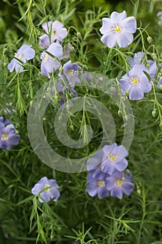 Plant flax flowers buds leaves light blue close-up