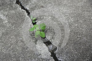 Plant floor up crack growing with coins concept