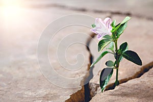 Plant floor up crack growing concept