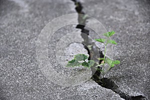 Plant floor up crack growing concept