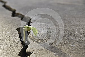 Plant floor up crack growing concept