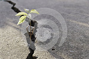 Plant floor up crack growing concept