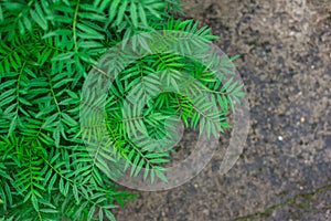 Plant on the floor, view from top. Selective Focus.