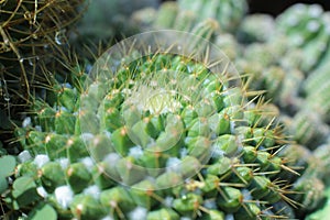 Plant floral beauty of flowers with thorns beautiful cacti macro view of flowers