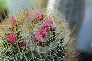 Plant floral beauty of flowers with thorns beautiful cacti macro view of flowers