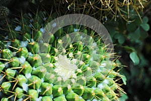 Plant floral beauty of flowers with thorns beautiful cacti macro view of flowers