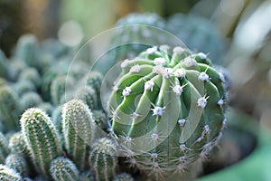 Plant floral beauty of flowers with thorns beautiful cacti macro view of flowers