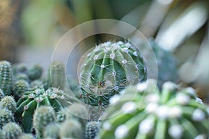 Plant floral beauty of flowers with thorns beautiful cacti macro view of flowers