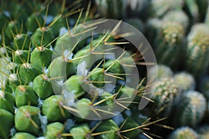 Plant floral beauty of flowers with thorns beautiful cacti macro view of flowers