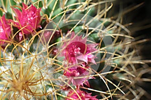 Plant floral beauty of flowers with thorns beautiful cacti macro view of flowers