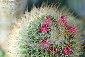 Plant floral beauty of flowers with thorns beautiful cacti macro view of flowers