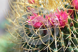 Plant floral beauty of flowers with thorns beautiful cacti macro view of flowers