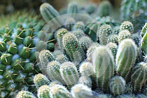 Plant floral beauty of flowers with thorns beautiful cacti macro view of flowers