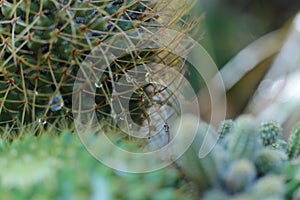 Plant floral beauty of flowers with thorns beautiful cacti macro view of flowers