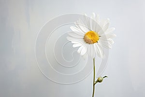 Plant floral blossom flora flower blooming spring closeup summer isolated white daisy nature