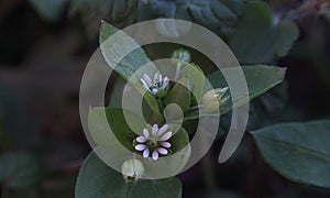 Plant flower buds