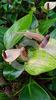 plant flower cibodas cipanas indoelnesia