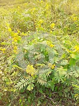 Plant flower decisions