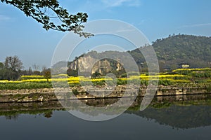 plant flower field