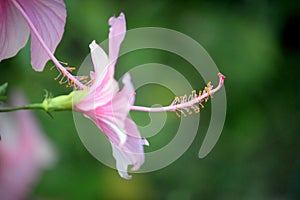 Plant  flower Flowering plant vulnerability Freshness fragility