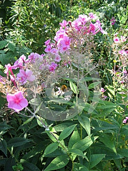 plant flower flox blossomed in the garden. Gardening of Ukraine.