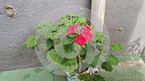 Home plant decor geranio photo