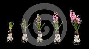 Plant with flower growing stages isolated