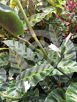 Plant flower leaf produc