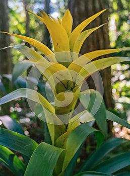 Plant and flower species inside the bird park