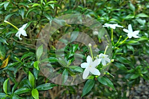 Plant and flower of Tabernaemontana divaricata or pinwheel flower