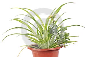 Image of fresh grape