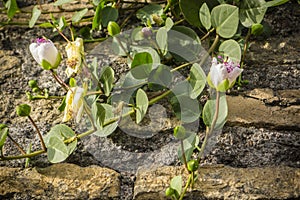 Plant with flowers of Capparis spinosa, caper bush. photo