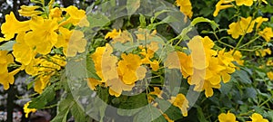 A plant that flowers diligently and is often nicknamed the Yellow Trumpet Flower which also has herbal medicinal properties. photo