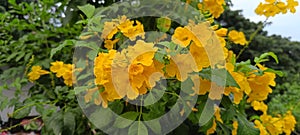 A plant that flowers diligently and is often nicknamed the Yellow Trumpet Flower which also has herbal medicinal properties. photo