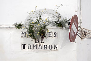 Plant with flowers growing in the letters of the tiles of the name of the street called Marques de Tamaron,