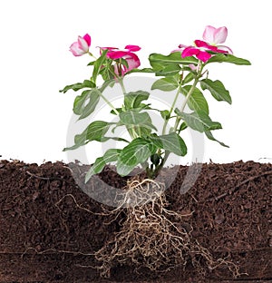 Plant with flowers and visible root