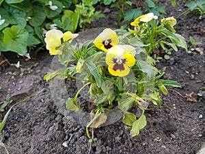 The plant, flowers of yellow color with a dark violet heart on a green stem, with light green leaves. The soil is covered with gr