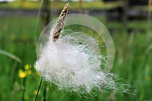 Plant with fluff