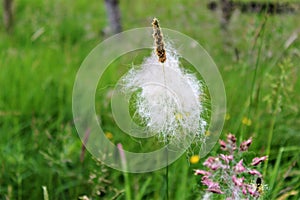 Plant with fluff