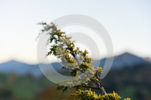 Plant focus on foreground in front of mountain panorama