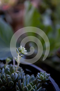 plant focusing on light photo