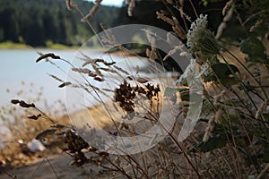 Plant foreground with water backround