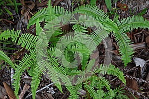 Resam plant or dicranopteris linearis