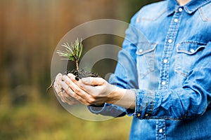 Plant a forest and forestry concept - hands holding pine tree seedling. renewable resource