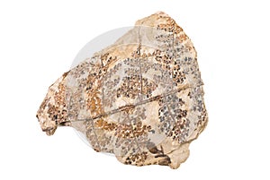 Plant Fossil