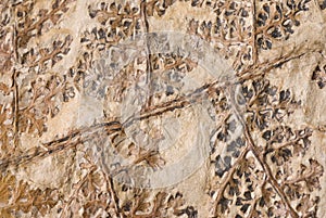 Pianta fossile 